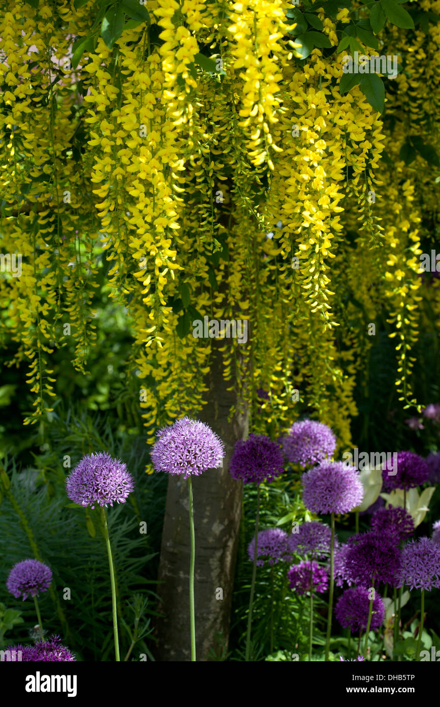 Laburnum purple hi-res stock photography and images - Alamy