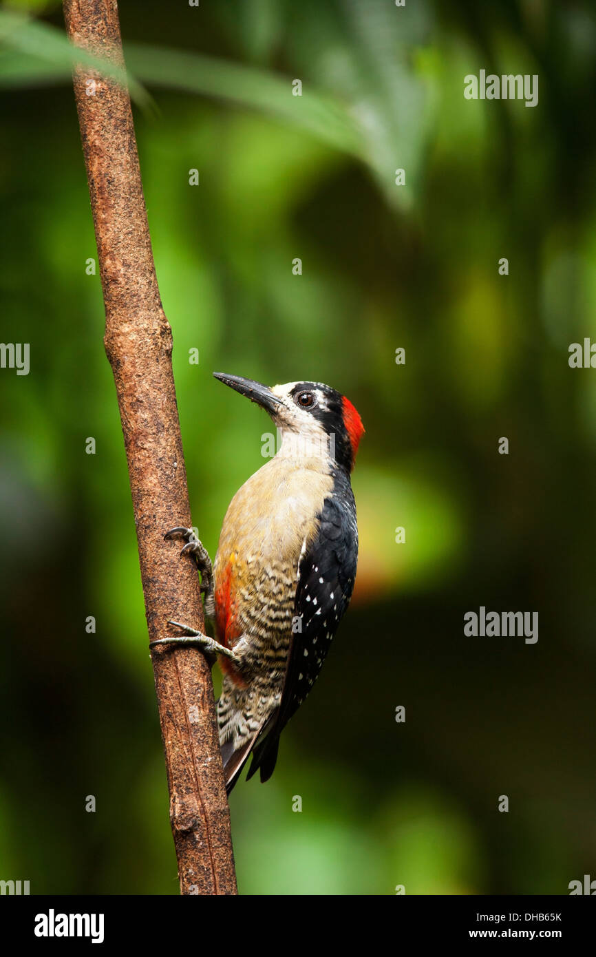 Black-cheeked Woodpecker - Boca Tapada, San Carlos, Costa Rica Stock Photo