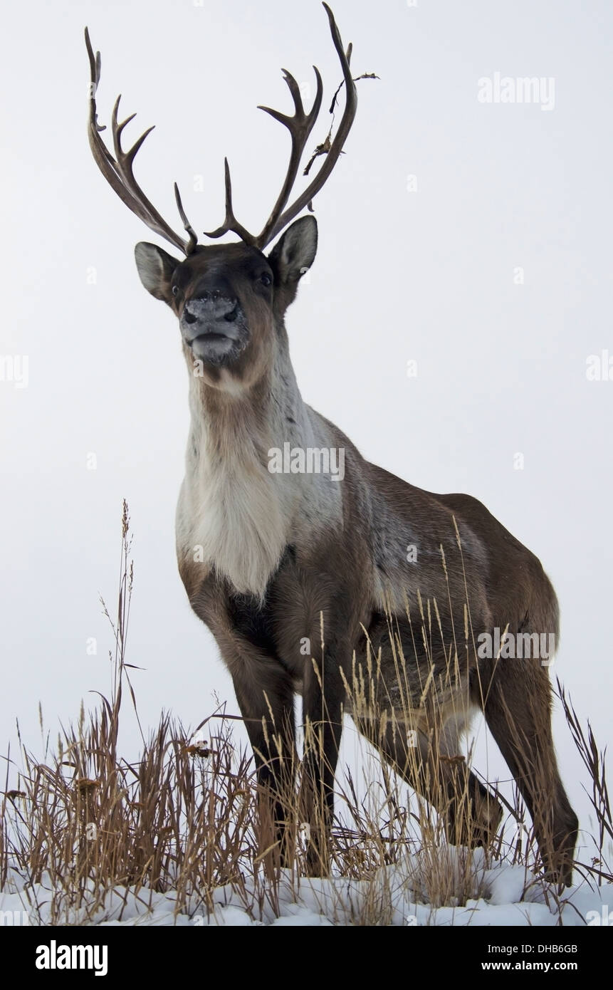 Woodland caribou (rangifer tarandus caribou) in the yukon wildlife preserve; yukon canada Stock Photo - Alamy Woodland caribou (rangifer tarandus caribou) in the yukon wildlife preserve; yukon canada Stock Photo - Alamy