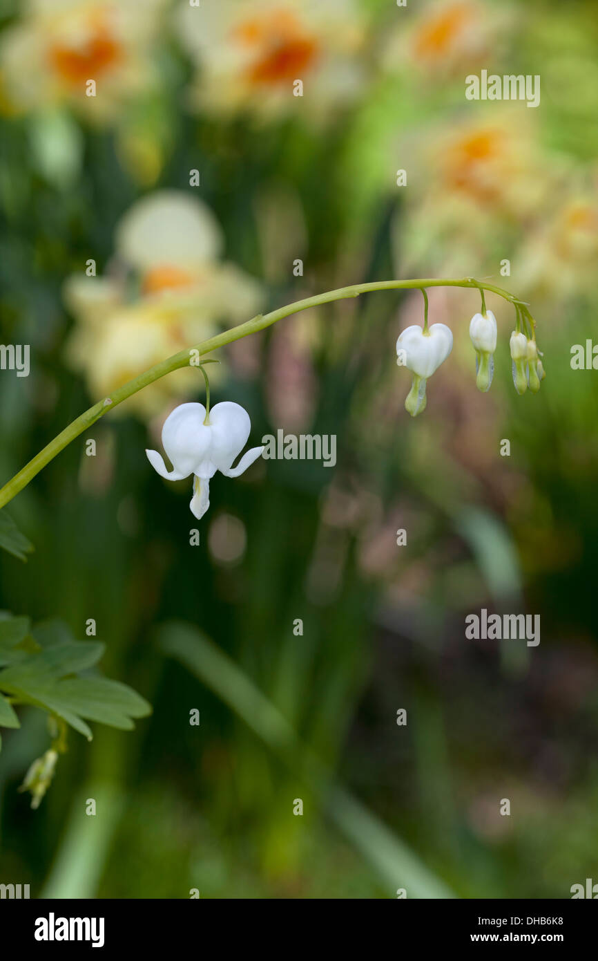 Dicentra spectabilis 'Alba' with Narcissus in the background Stock Photo