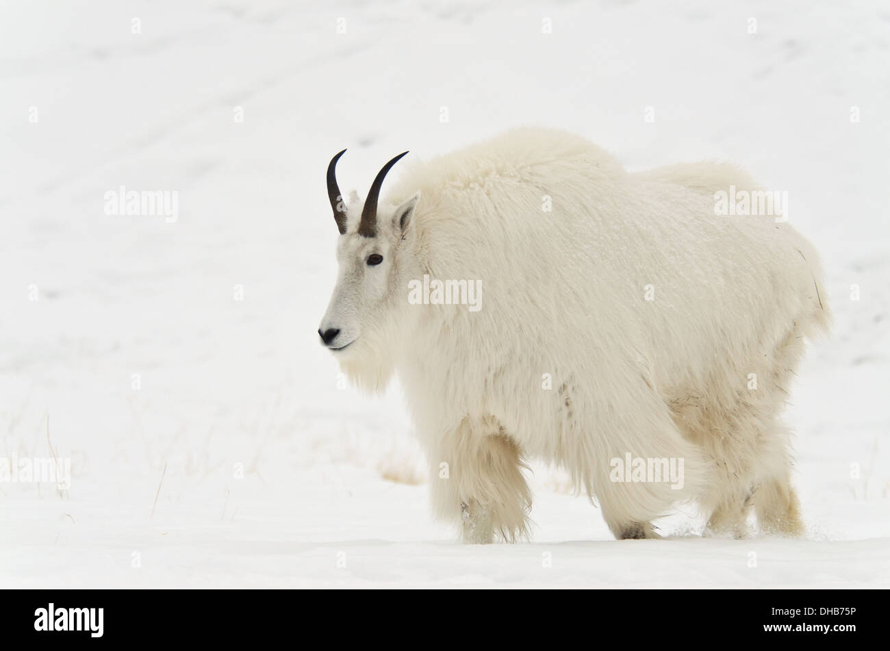 Mountain goat animal snow winter canada white hires stock photography