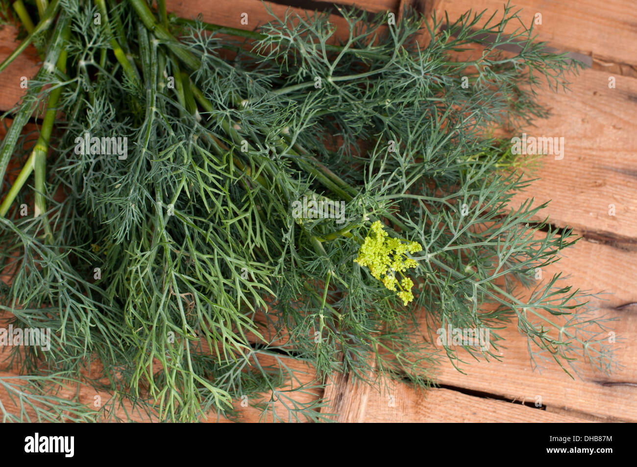 Dill on an old wood background Stock Photo