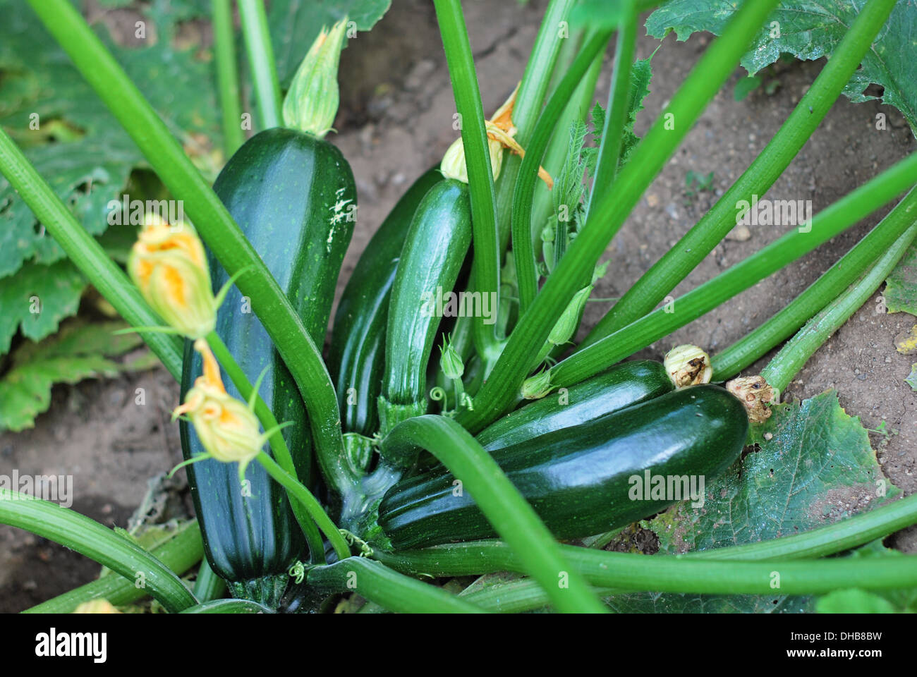 Zucchini plant hires stock photography and images Alamy