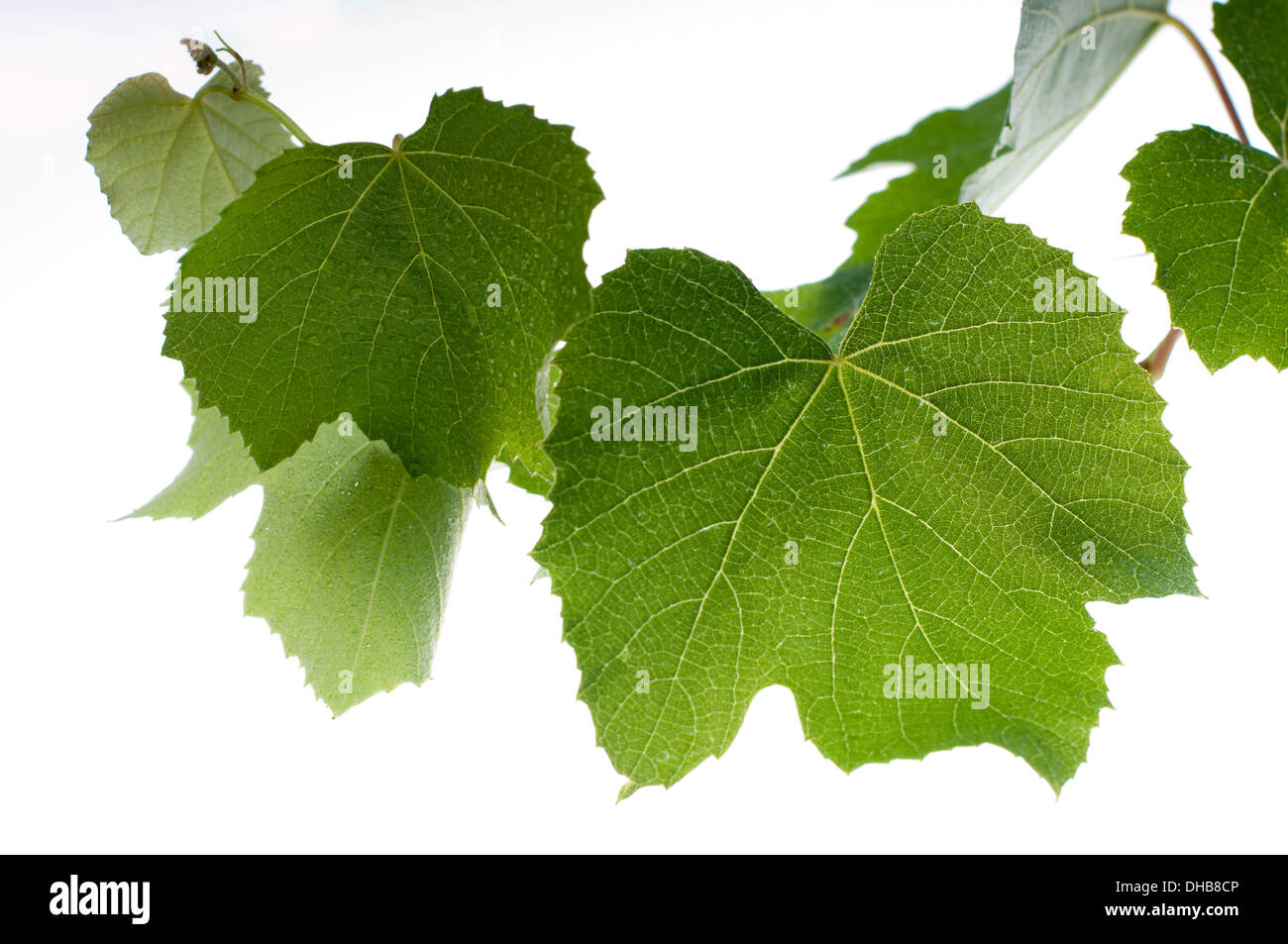 Grape leaves isolated- stock photo Stock Photo