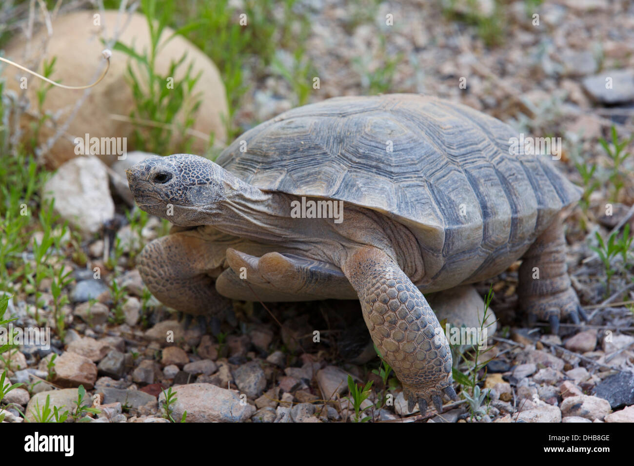 Desert Tortoise at Red Rock Canyon National Conservation Area Visitor Center, Las Vegas, Nevada Stock Photo