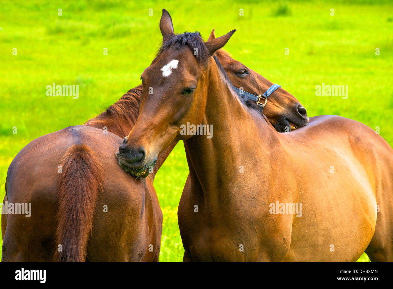 Horses, Ryde, Isle of Wight, United Kingdom Stock Photo Alamy