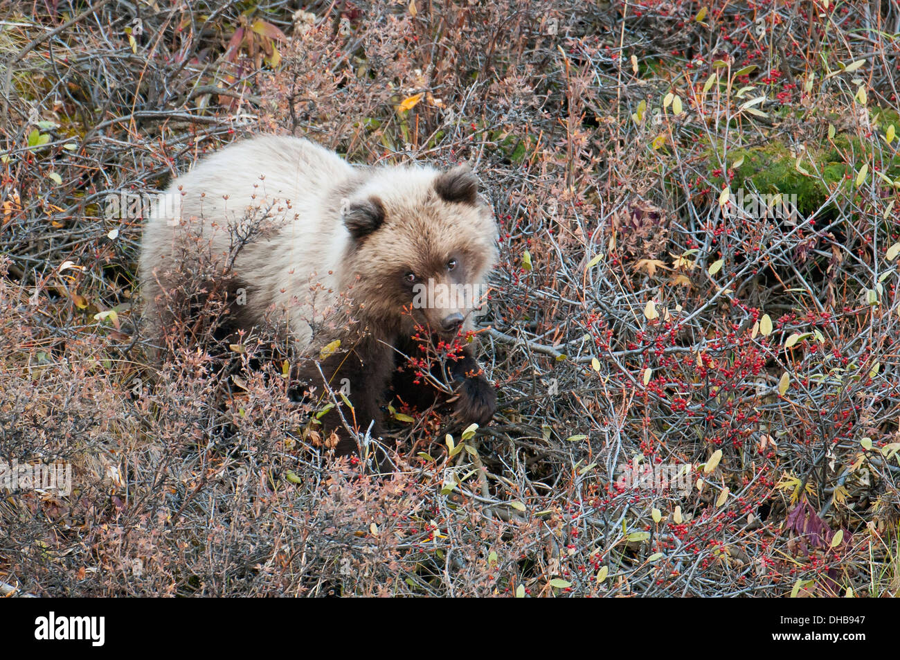 Brown bear eating berries hires stock photography and images Alamy