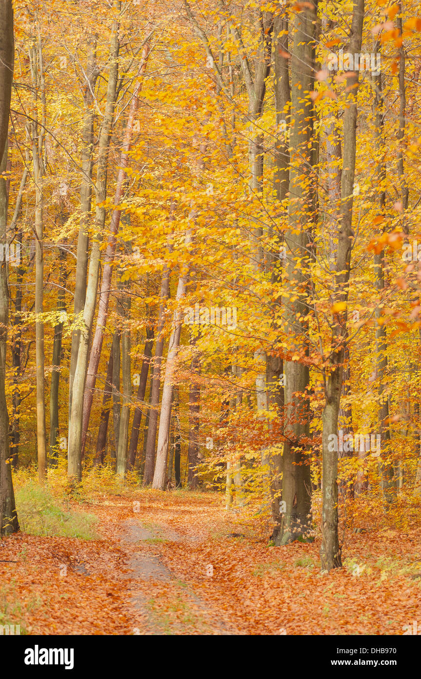 Autumn forest Stock Photo