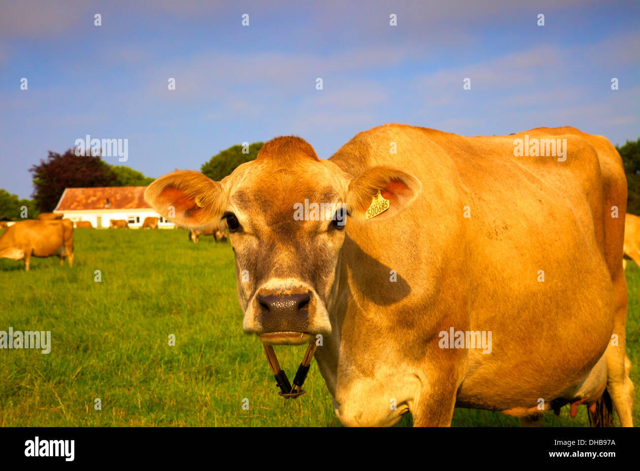 Jersey Cows, Jersey, Channel Islands Stock Photo Alamy
