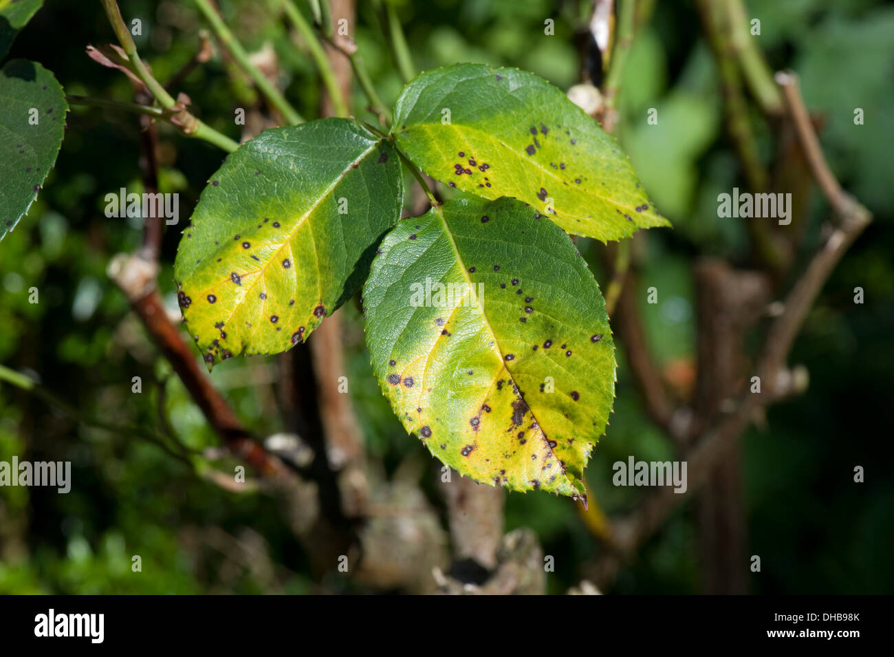 Rose spot, Diplocarpon rosae, a fungal disease on rose leaves in summer Stock Photo