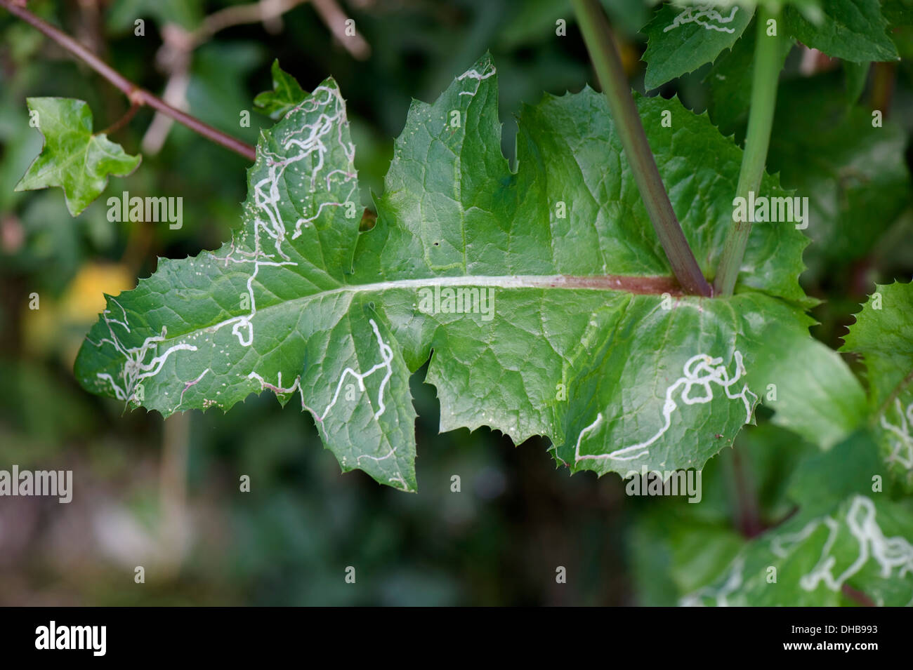 Mines of an agromyzid leafminer in a smooth sow-thistle Sonchus oleraceus Stock Photo