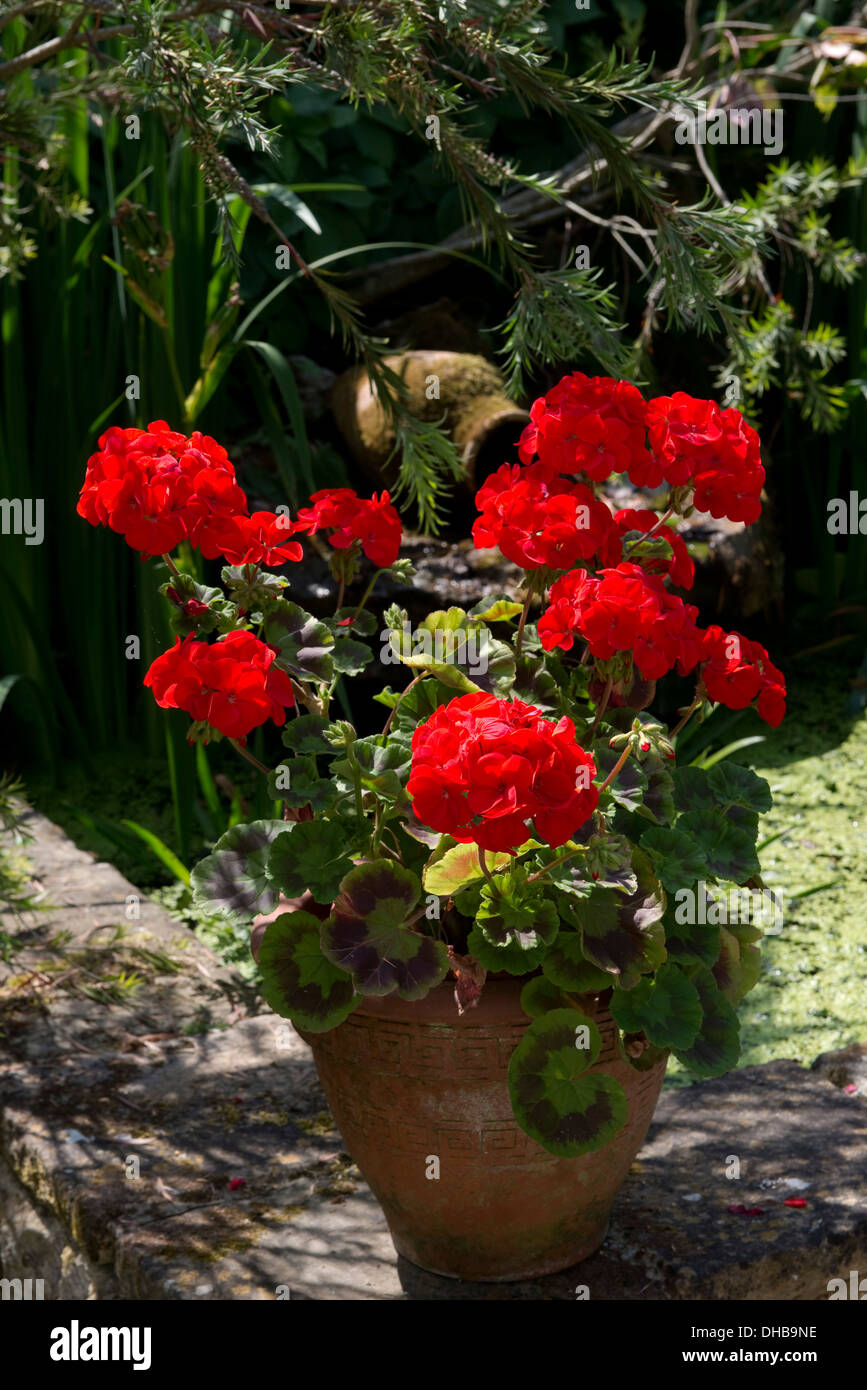 Bright red pelargoniums, Pelargonium zonale, flowering in pots in a country garden in summer Stock Photo