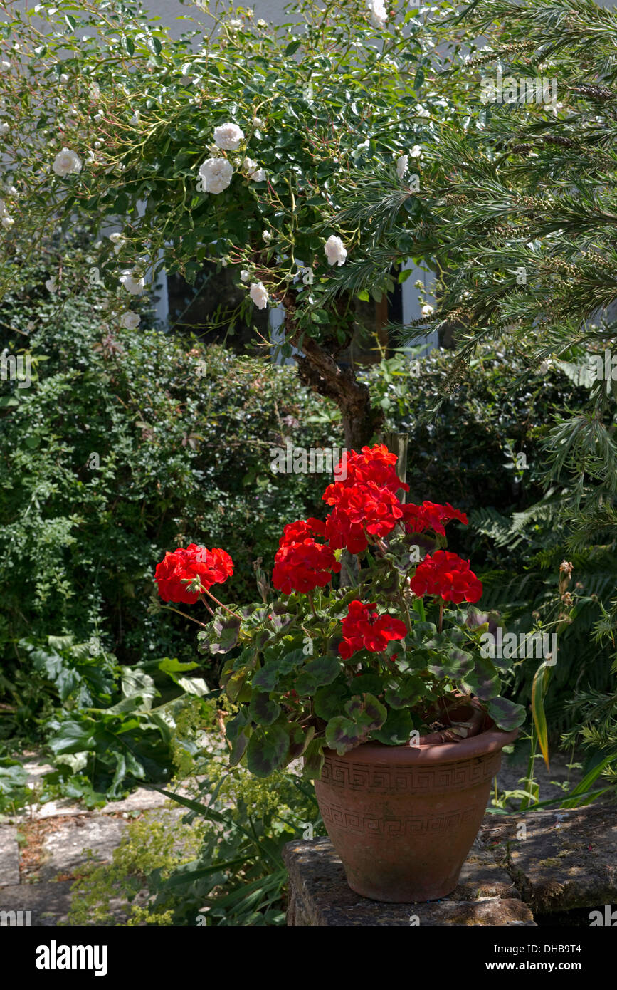 Bright red pelargoniums, Pelargonium zonale, flowering in pots in a country garden in summer Stock Photo