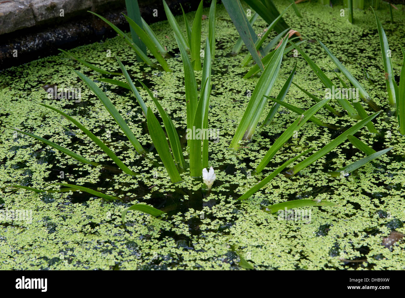 Water soldier, Stratiotes aloides, floweing plants with lesser duckweed in and ornamental pond Stock Photo