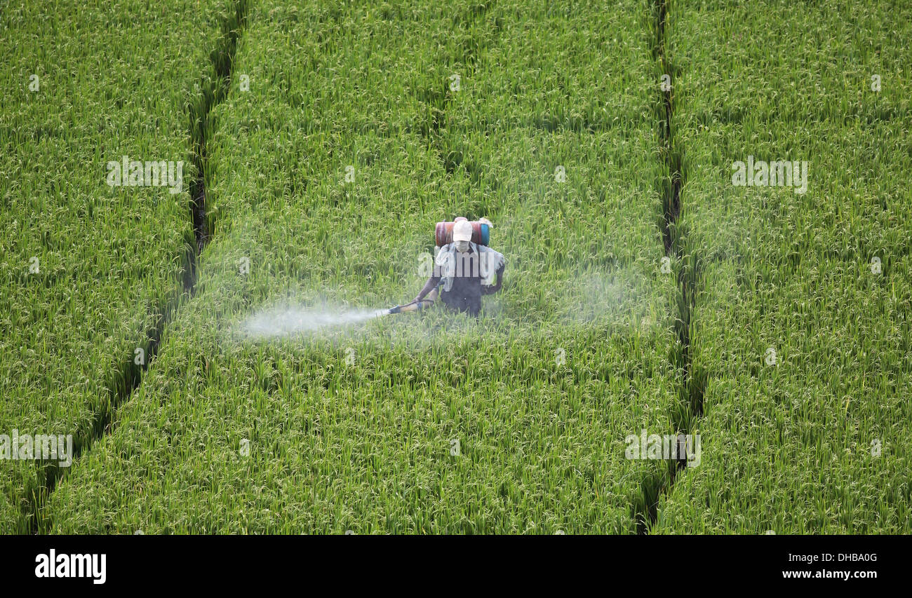 Indian farmer spraying a rice field with pesticide Andhra Pradesh South India Stock Photo