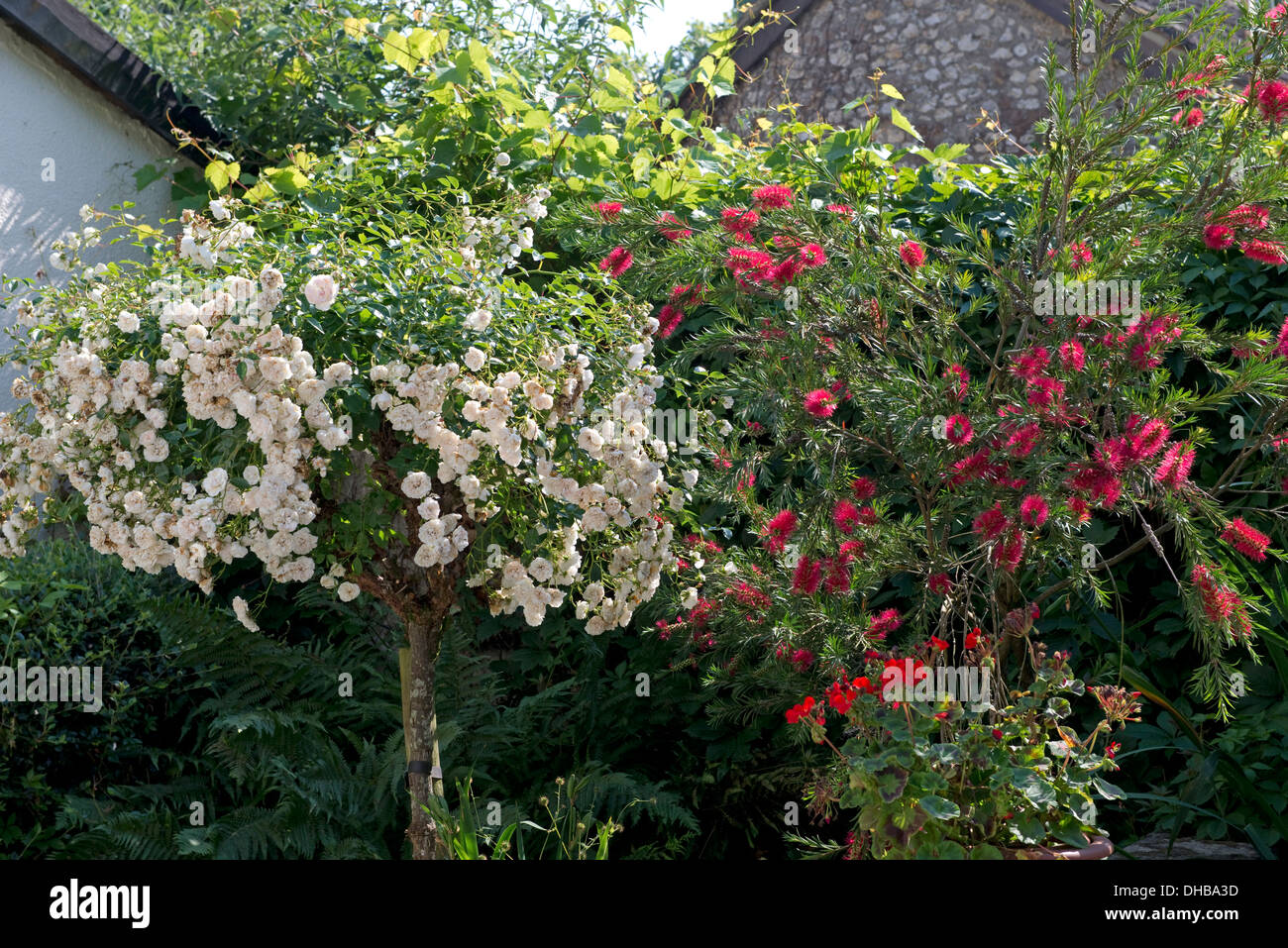 A tree rose, Rosa Swany and a bottlebrush, Callistemon citrinus flowering together in a country garden Stock Photo