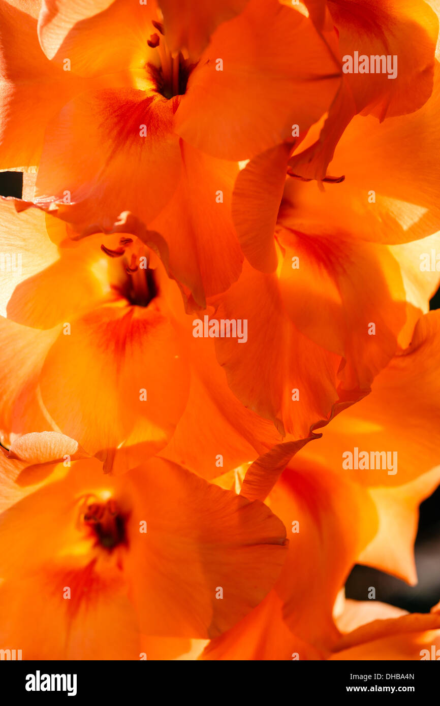 petals pattern of an orange gladiolus Stock Photo