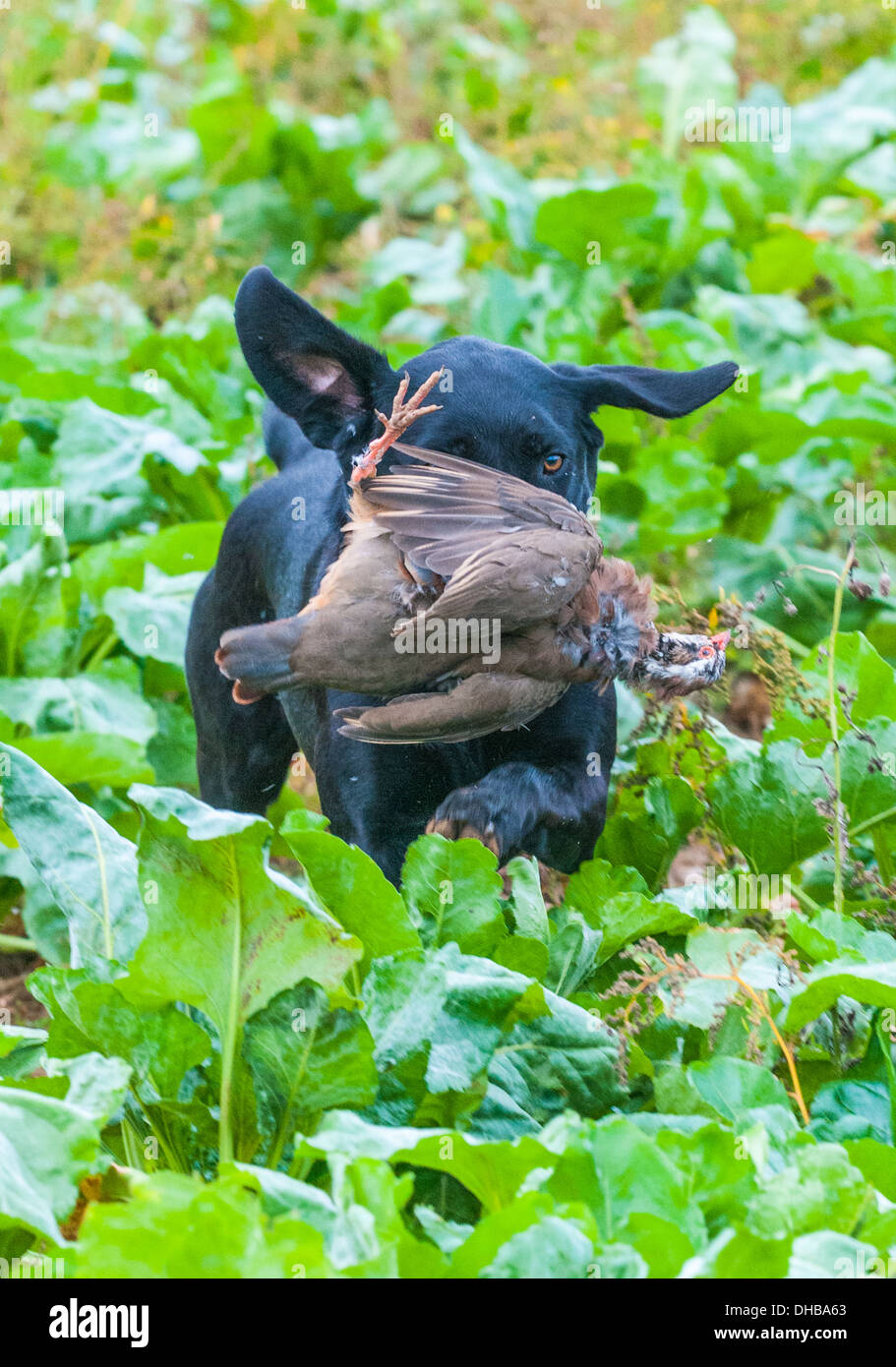 A gun dog, black labrador, retrieving a red partridge at a gun dog training day in field of sugar beet Stock Photo