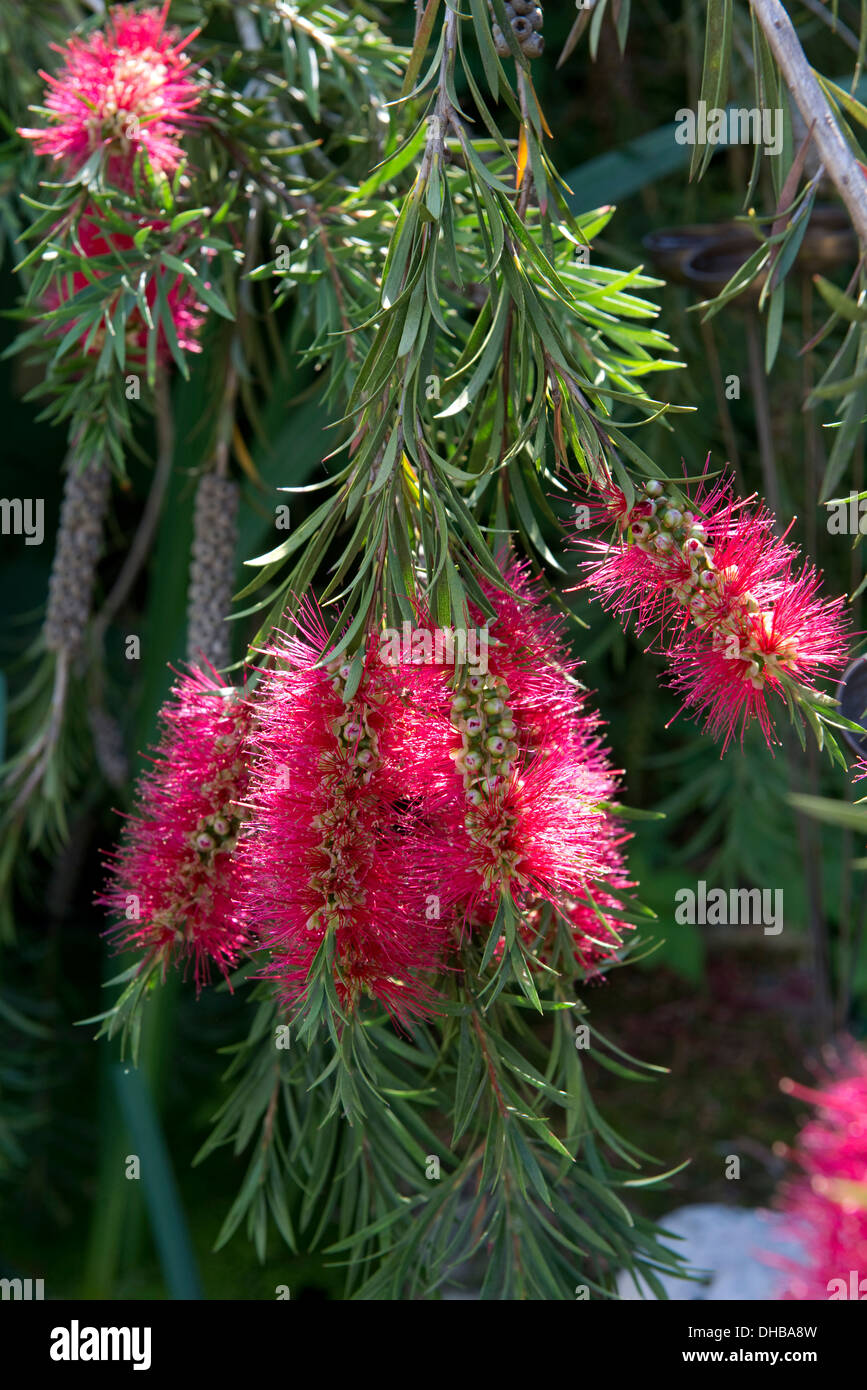Australian bottlebrush, Callistemon citrinus flowers Stock Photo