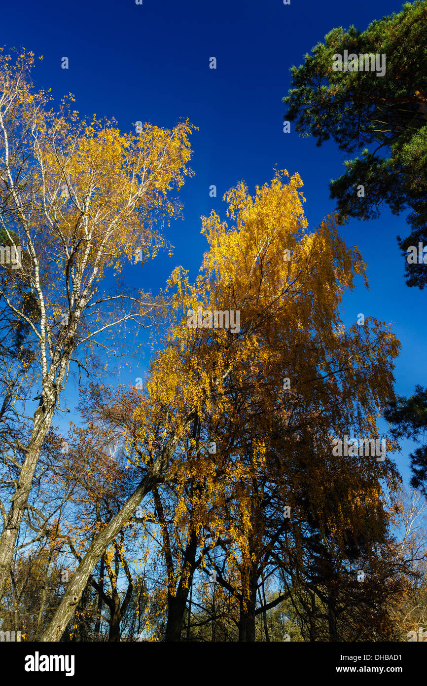 Yellow autumn leaves on thin branches of a birch Stock Photo