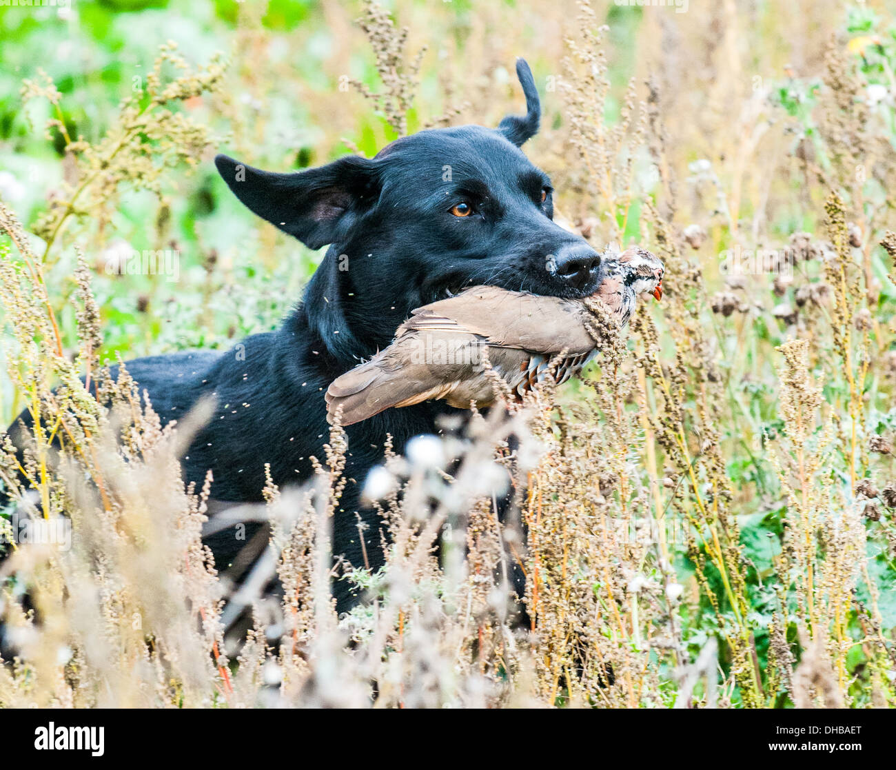 A gun dog, black labrador, retrieving a red partridge at a gun dog training day Stock Photo