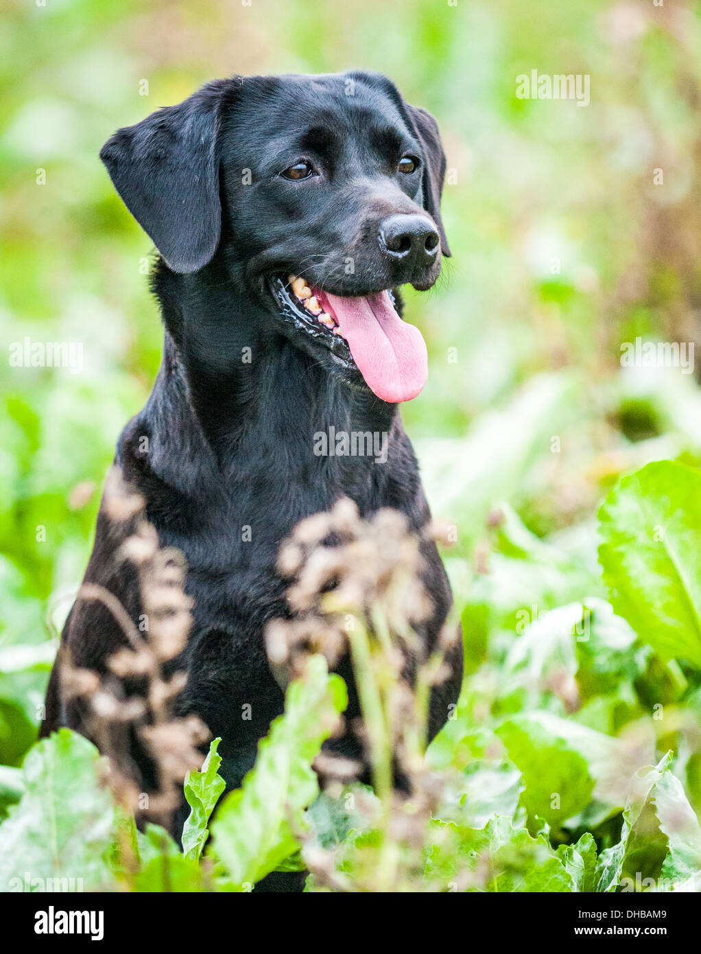 Black labrador, gun dog, sat in sugerbeet field during a training day at Field Trials Stock Photo