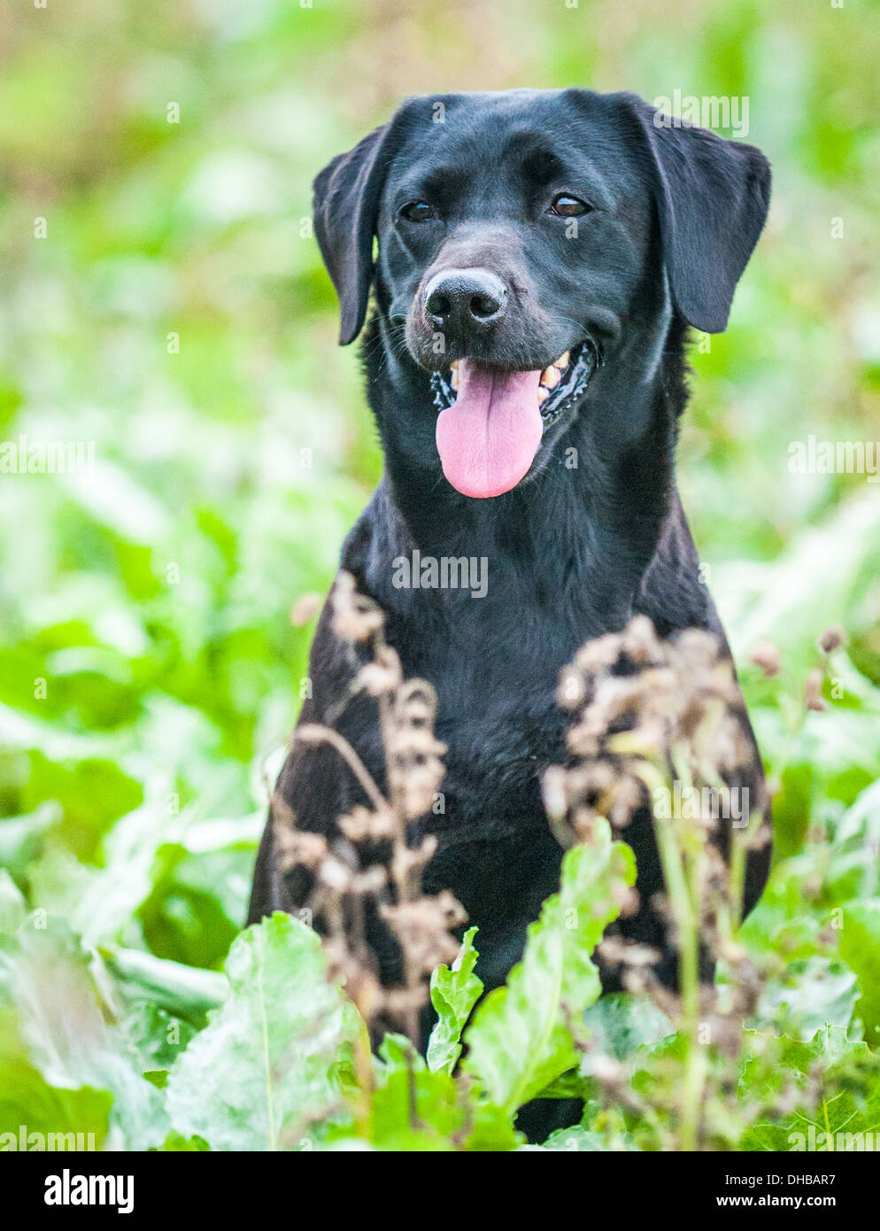 Black labrador, gun dog, sat in sugerbeet field during a training day at Field Trials Stock Photo