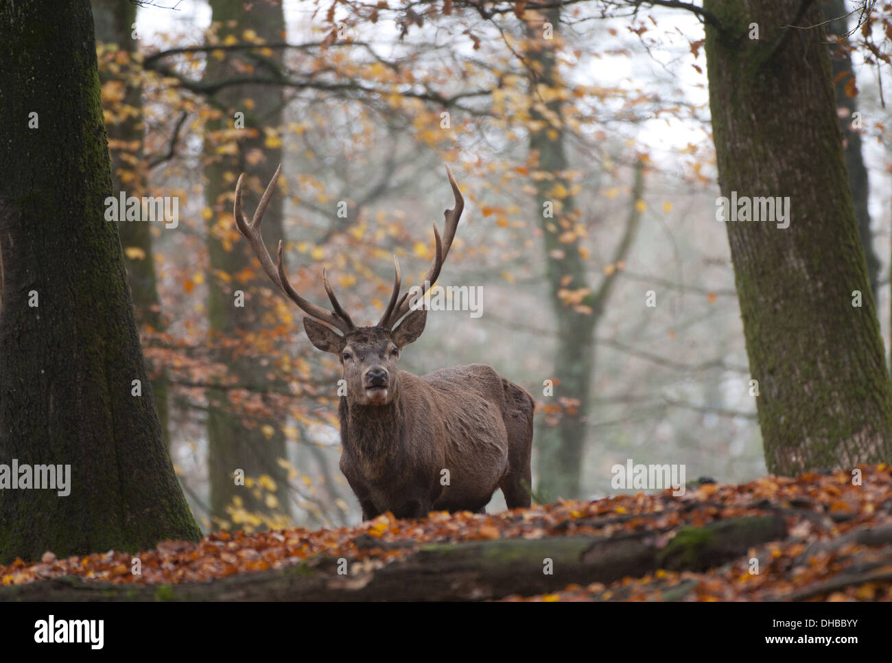 Male red deer in a beech tree forest, Cervus elaphus, Germany, Europe Stock Photo