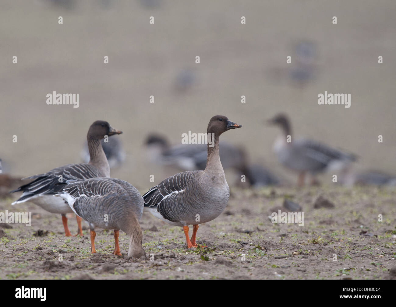 Bean geese on a harvested field, Anser fabalis, Germany, Europe Stock Photo