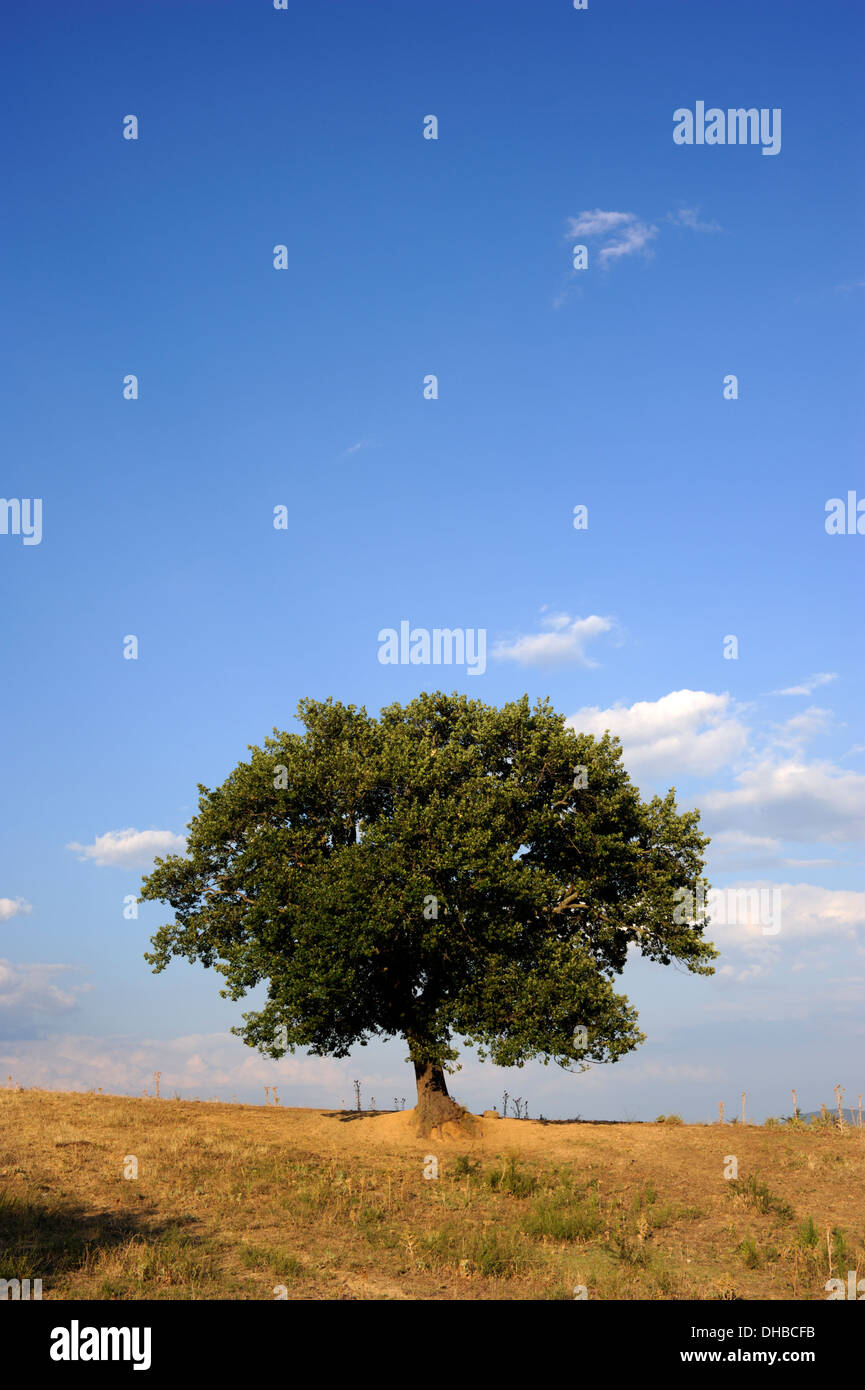 Italy, Basilicata, oak tree Stock Photo - Alamy