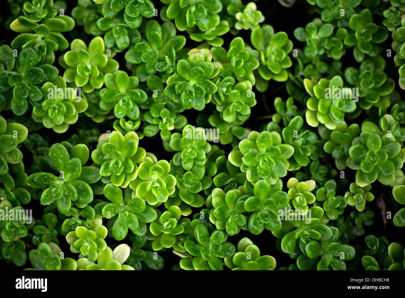 diversely green plants as background surface Stock Photo