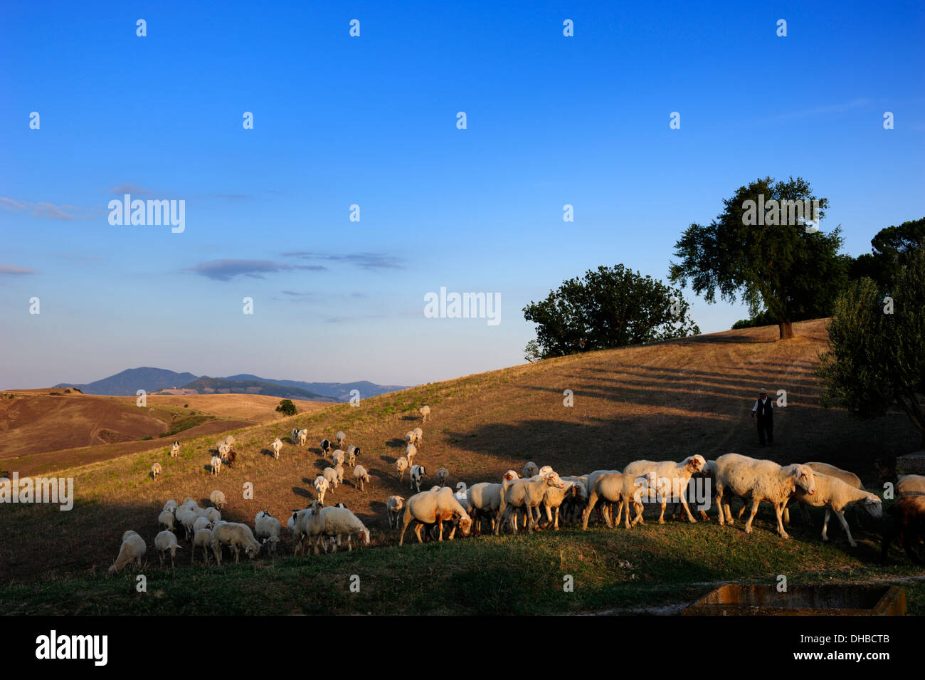italy, basilicata, sheep flock in summer Stock Photo