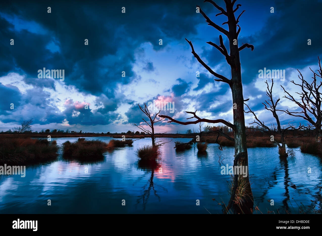 stormy sunset over bog with dead trees, Dwingelderveld, Drenthe, Netherlands Stock Photo