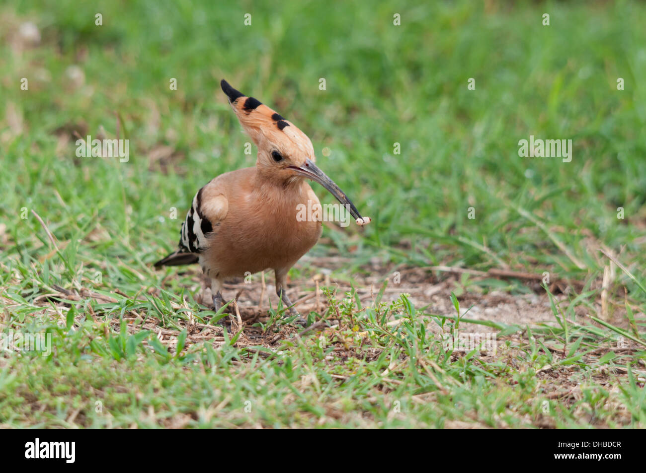 Hoopoe bird (Upupa epops) on the ground with larva prey in its bill Stock Photo