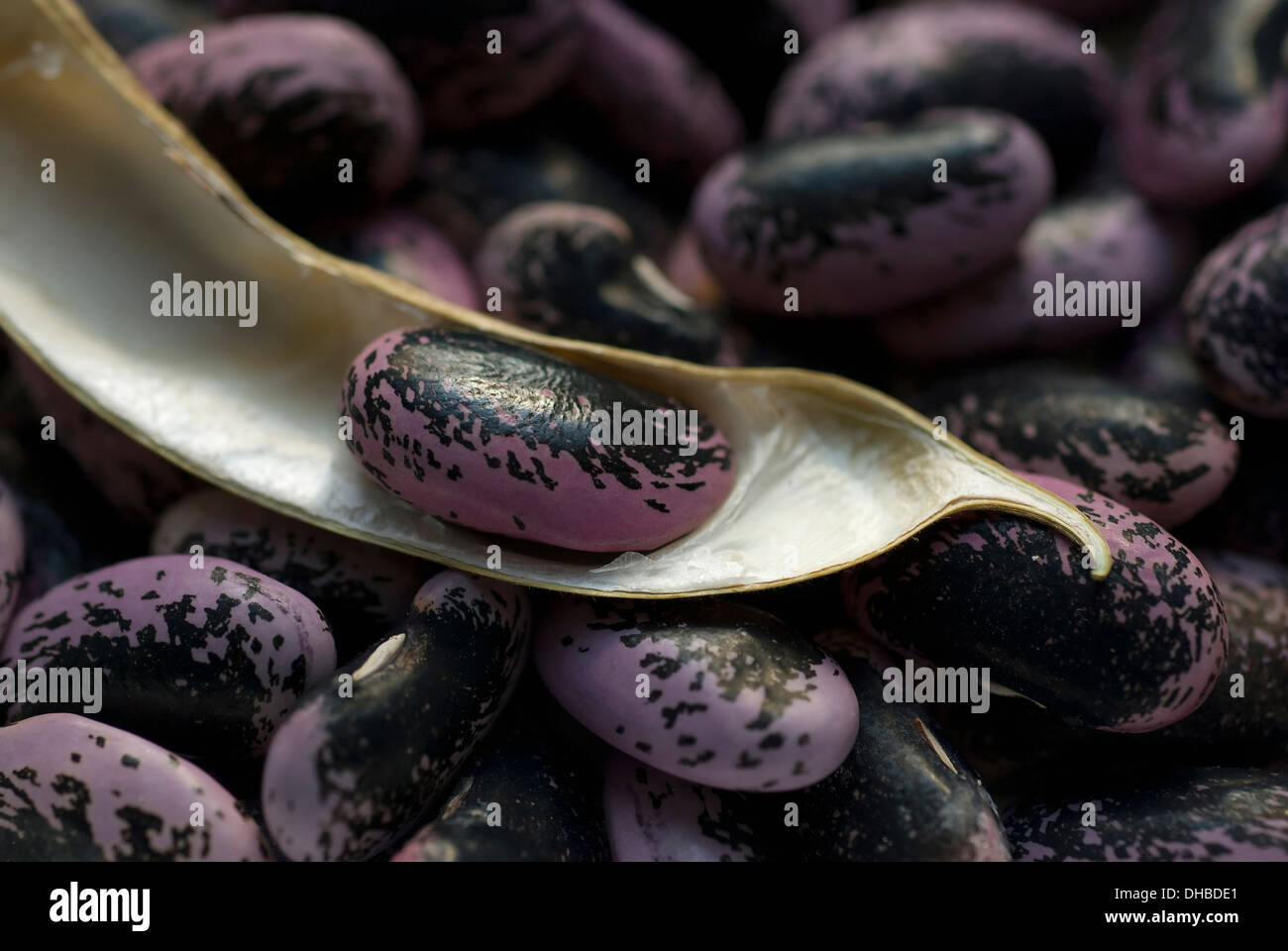 Purple runner beans hires stock photography and images Alamy