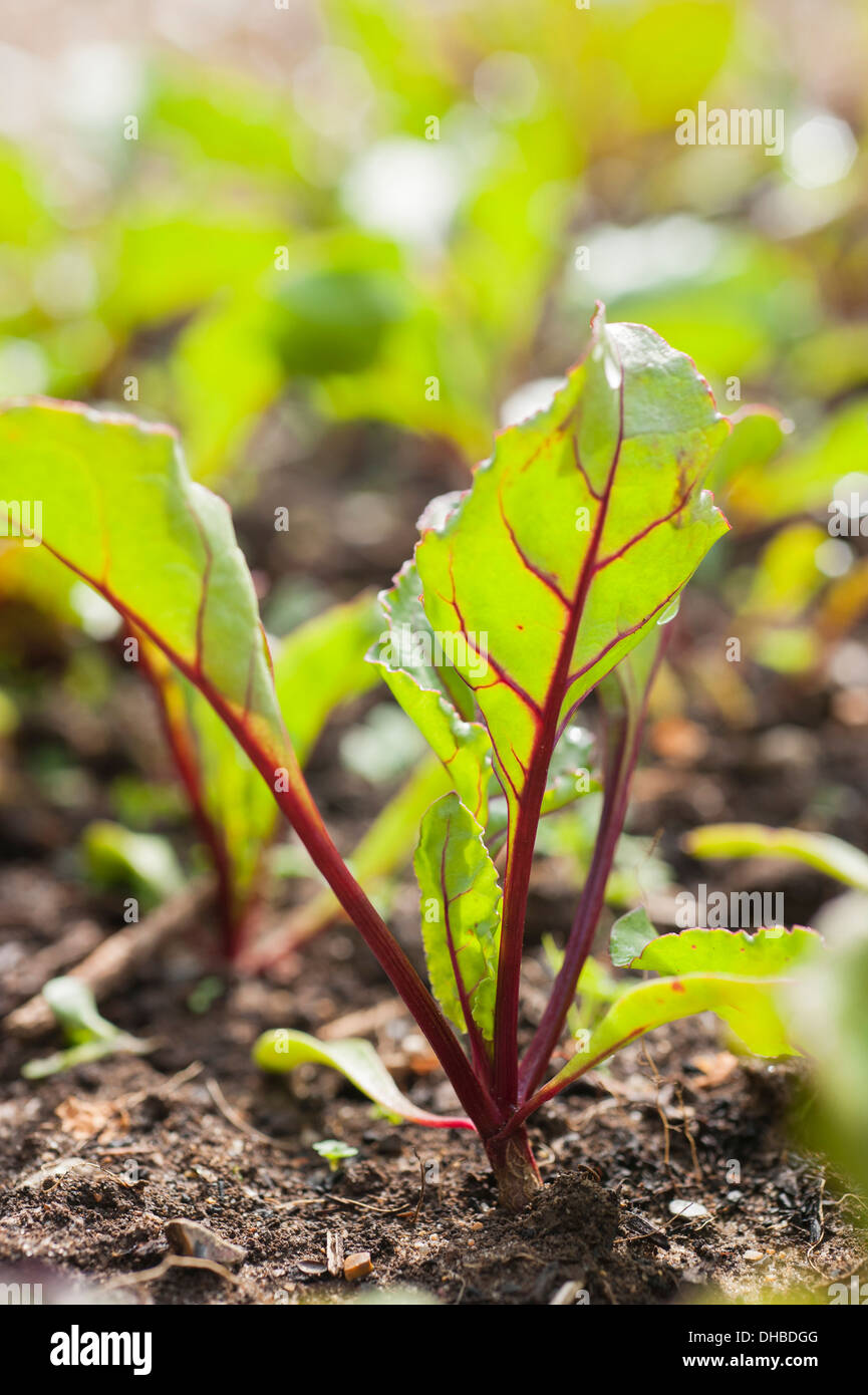Beetroot, Beta vulgaris 'Dewing's Early'. Green leaves of growing
