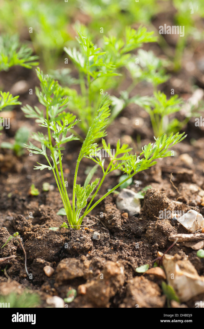 carrot-daucus-carota-egmont-gold-green-feathery-leaves-of-carrot
