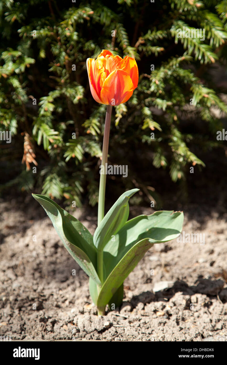 Single yellow and orange tulip in garden soil Stock Photo - Alamy