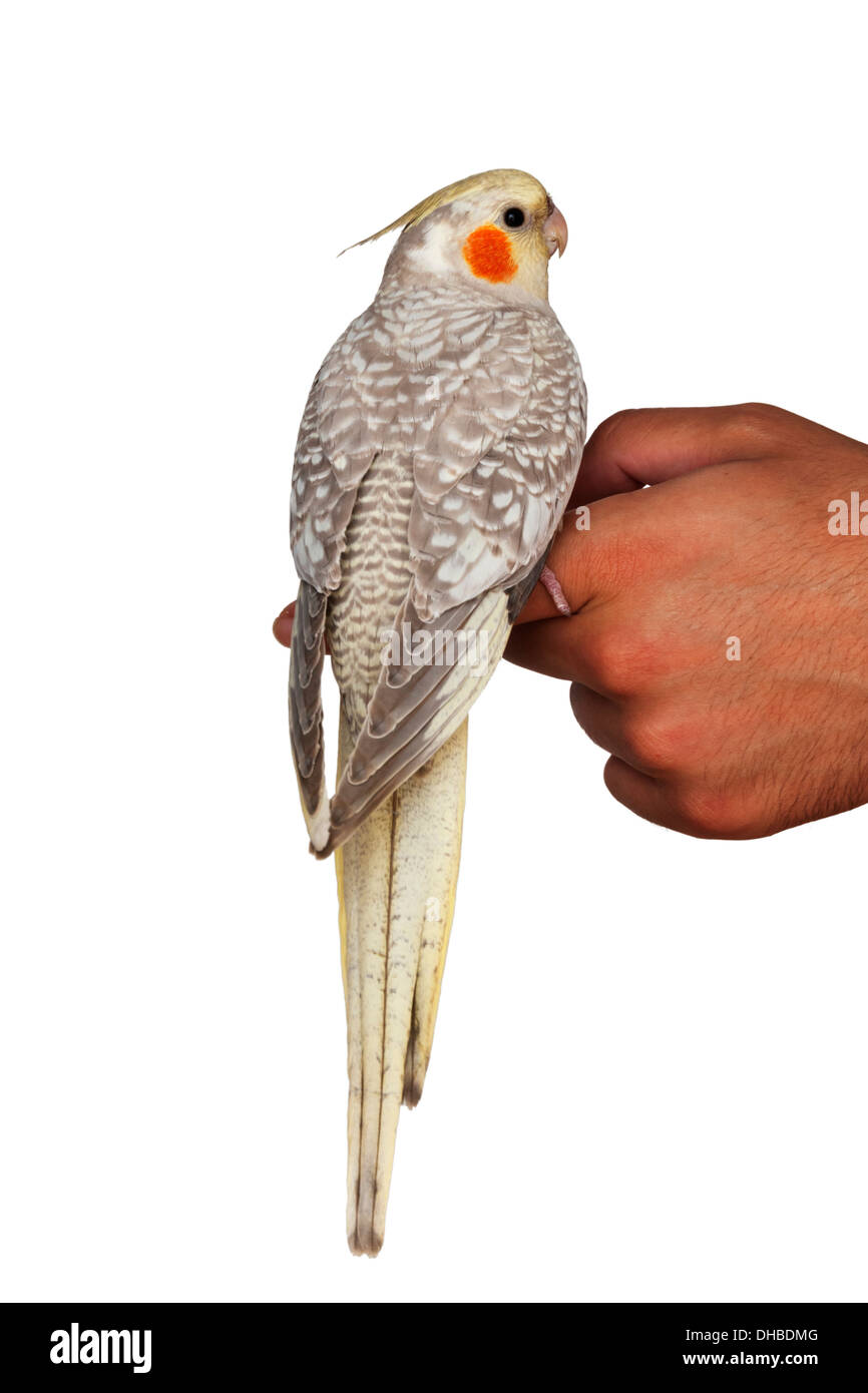 A cockatiel (Nymphicus hollandicus) pet bird standing on a hand isolated on white background backside view Stock Photo