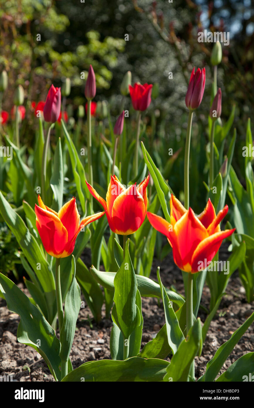 Yellow and red tulips in garden bed Stock Photo - Alamy