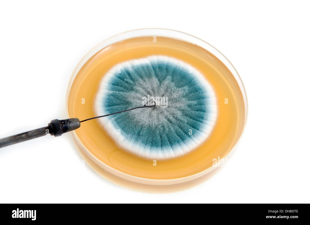 metal laboratory loop and fungi on agar plate over white background Stock Photo