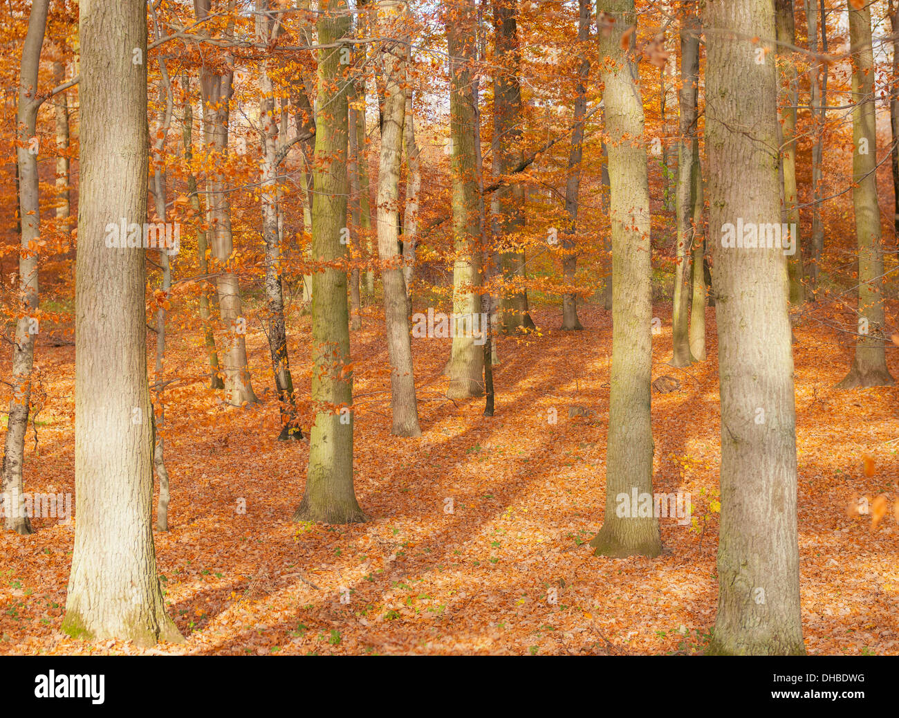 Drooping autumn leaves hi-res stock photography and images - Alamy