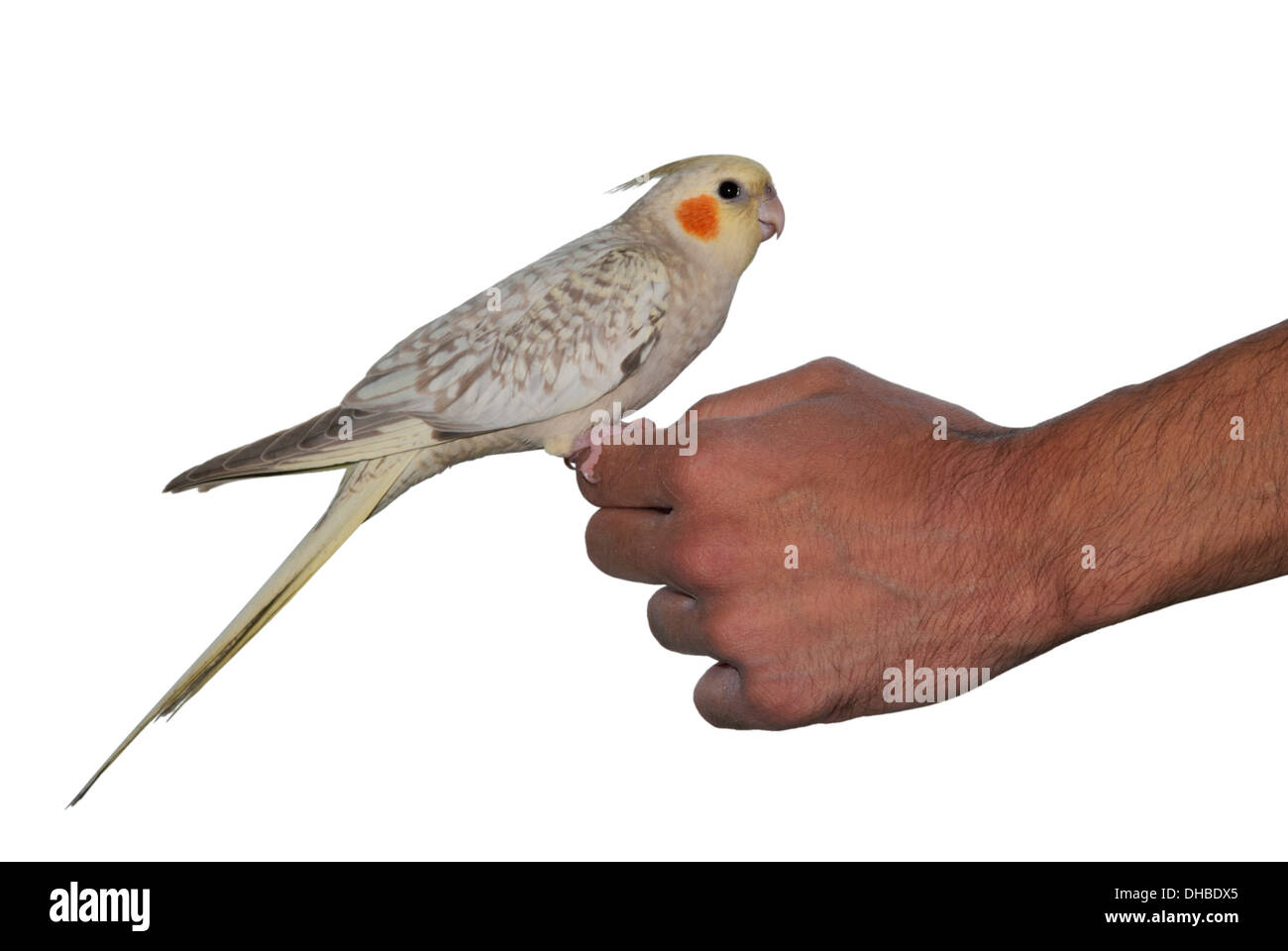 Tame bird hi res stock photography and images Alamy