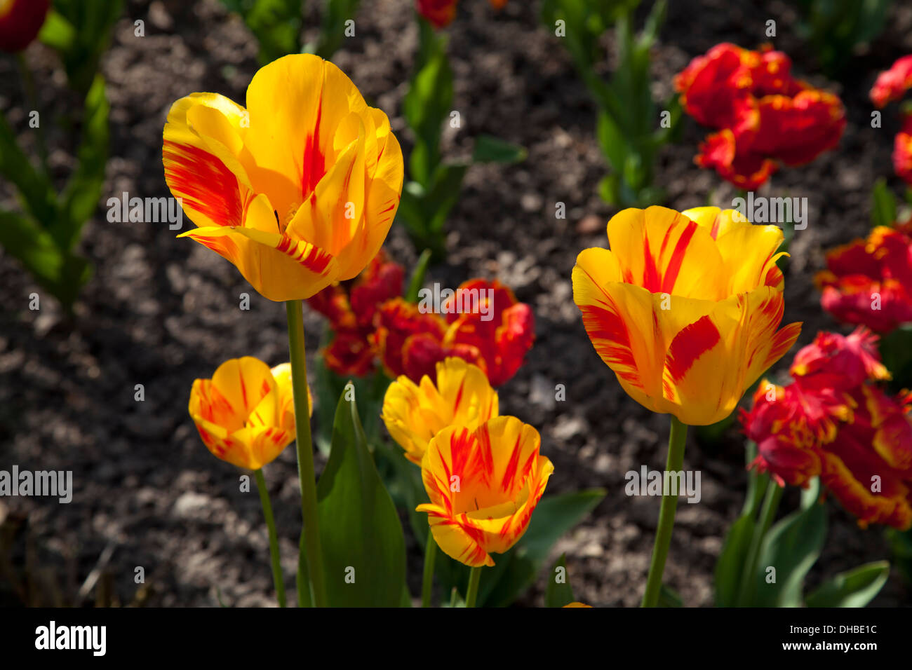 Yellow and red tulips in flower bed Stock Photo - Alamy