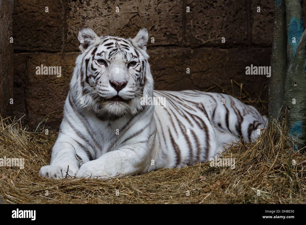 Albino tiger zoo hi-res stock photography and images - Alamy