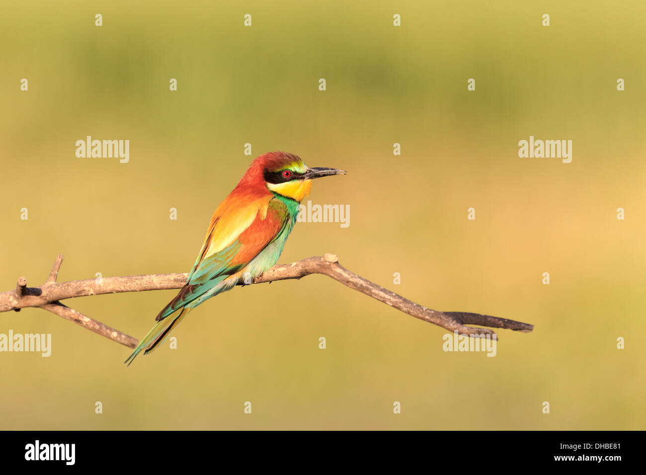 European Bee-eater (Merops apiaster) perched on branch. Lleida. Catalonia. Spain. Stock Photo