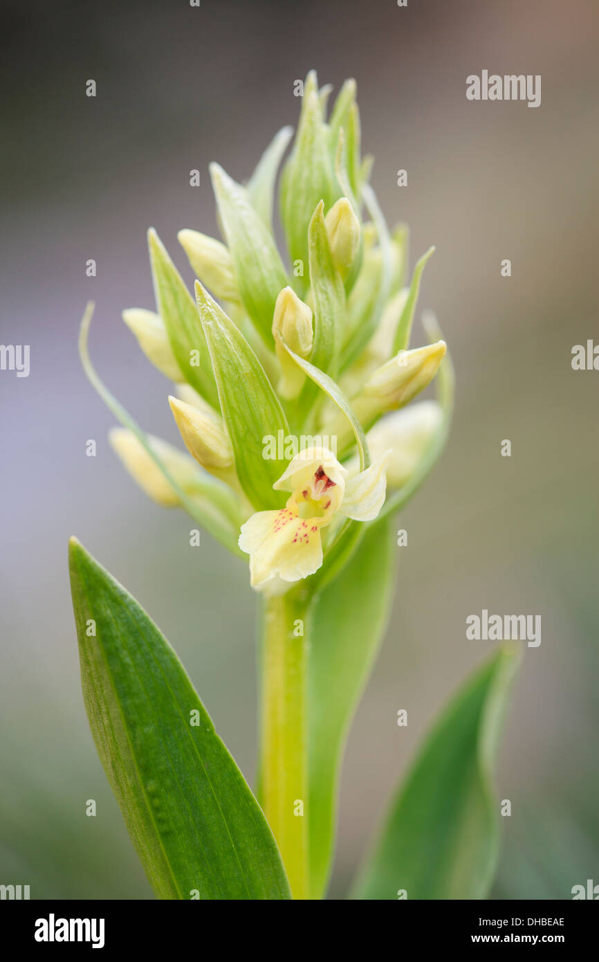 Inflorescence of Elder-flowered Orchid (Dactylorhiza sambucina). Pyrenees. Andorra. Stock Photo