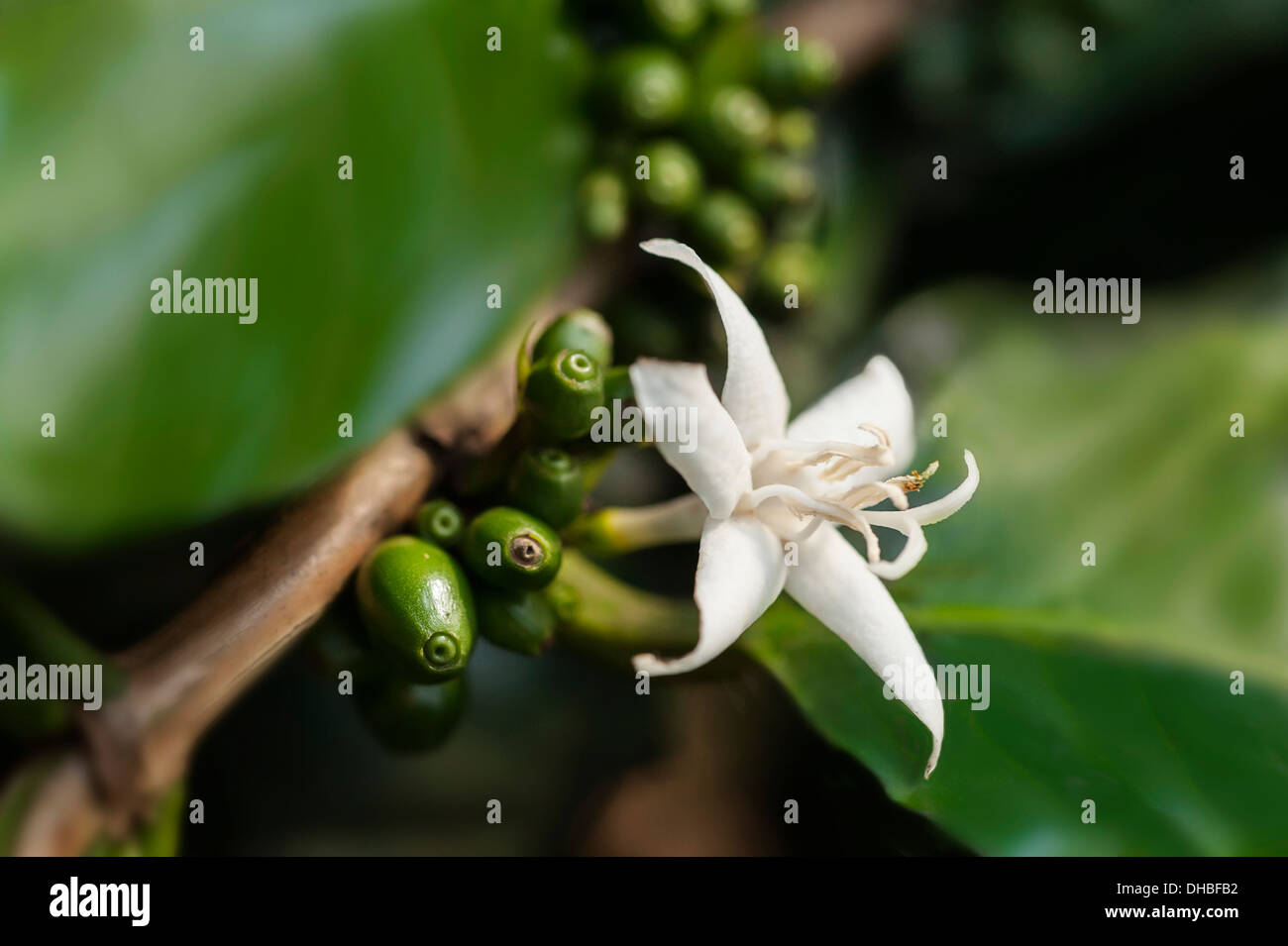 Coffee, Coffea arabica, close up of flower with beans forming behind. Stock Photo