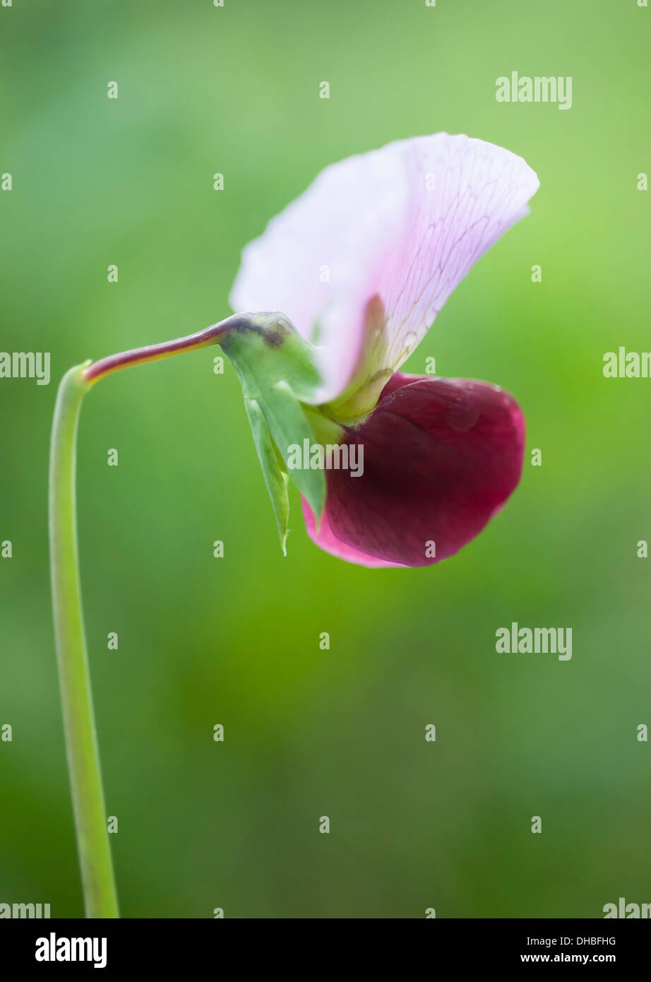 Pisum sativum purple podded hires stock photography and images Alamy