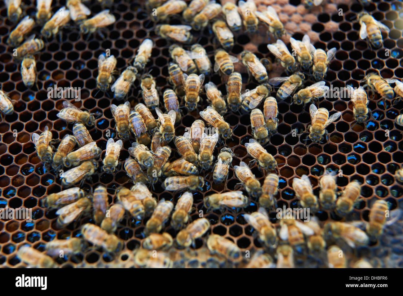 honey bee on a hive frame Stock Photo - Alamy